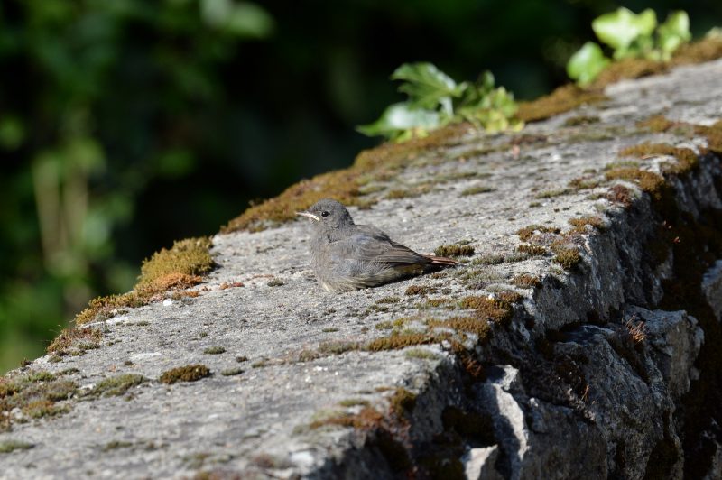 Rougequeue noir juvénile